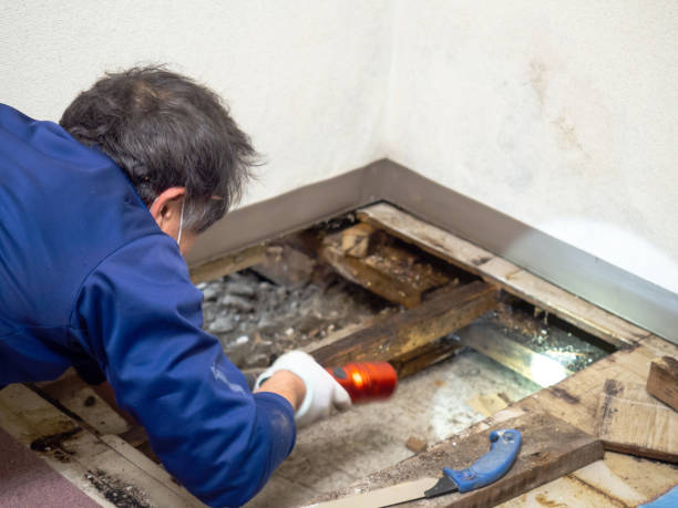 Best Mold Damage Repair  in Costa Mesa, CA