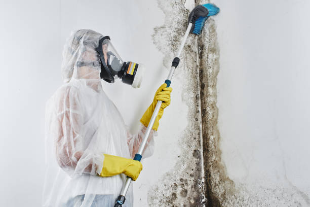 Best Certified Mold Removal  in Costa Mesa, CA