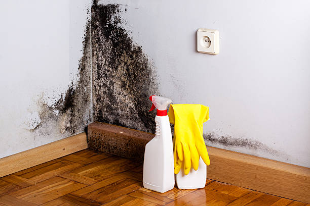 Certified Mold Removal in Costa Mesa, CA